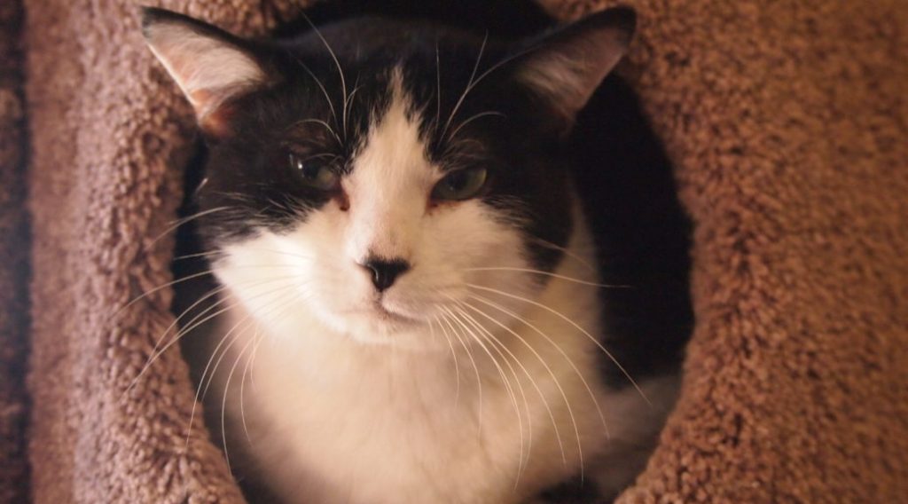 In Love With Houdini Harrison