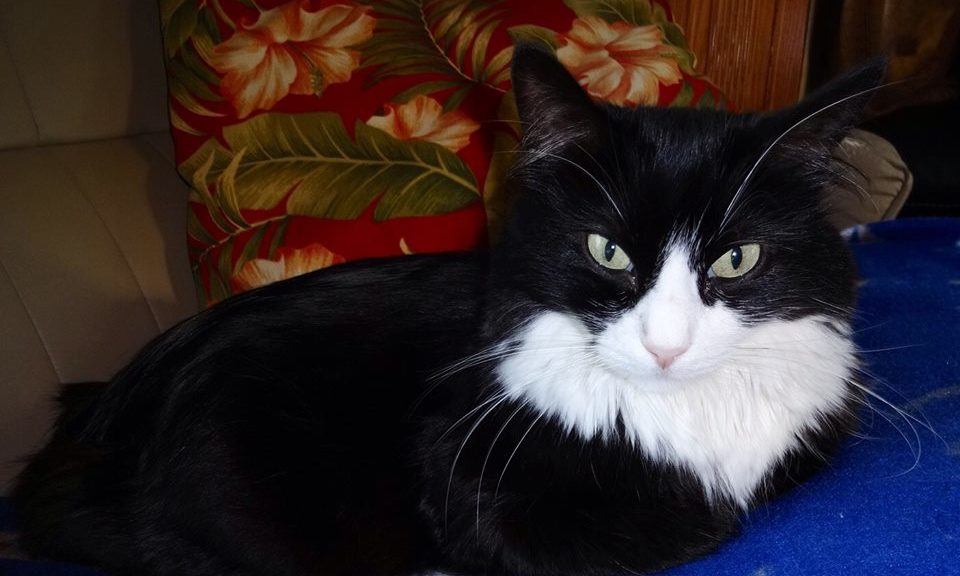 Thinking About Kaiser